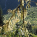 Usnea barbata