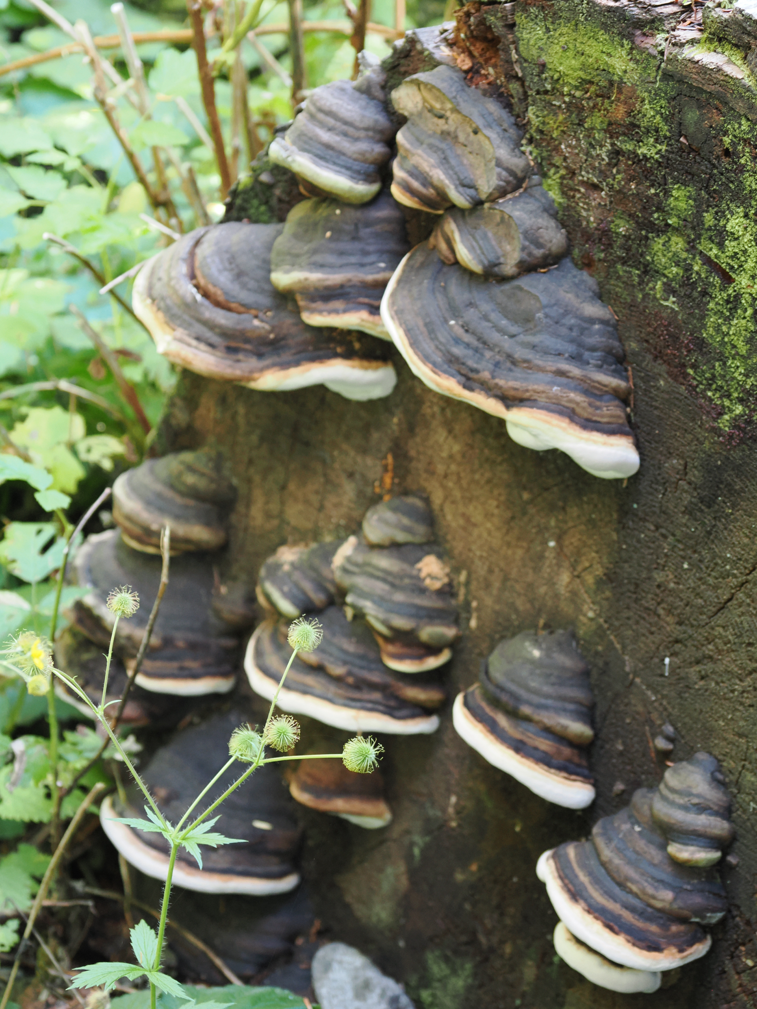 Fomitopsis ochracea