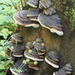 Ochre-banded Conk