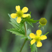 Large-leaved Avens