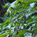 Stink Currant