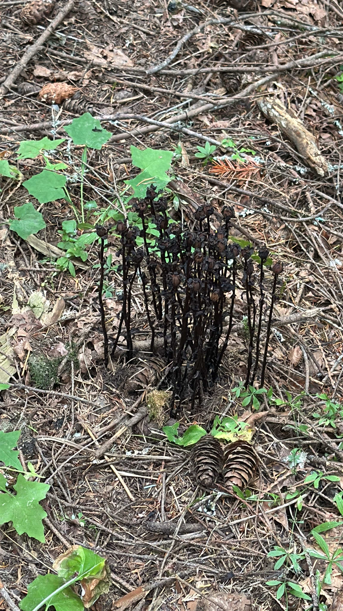 Monotropa uniflora