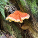 Conifer Chicken of the Woods