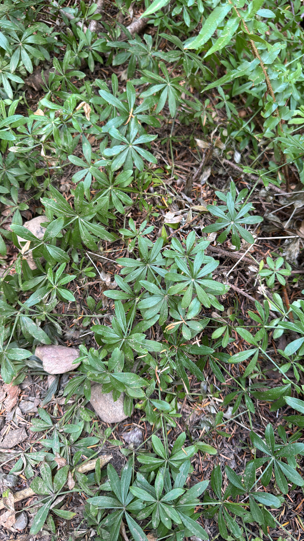 Galium odoratum
