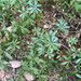 Sweet Woodruff