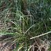 slough sedge