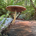 Wood Woolly-foot