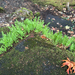 licorice fern