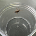 Western Conifer Seed Bug