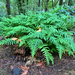 licorice fern