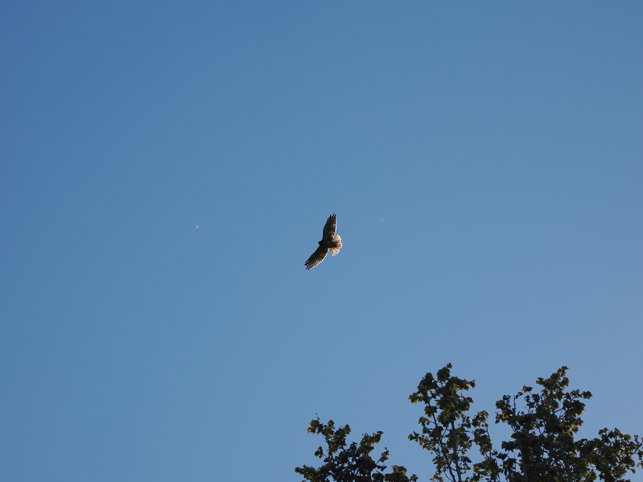 Buteo jamaicensis