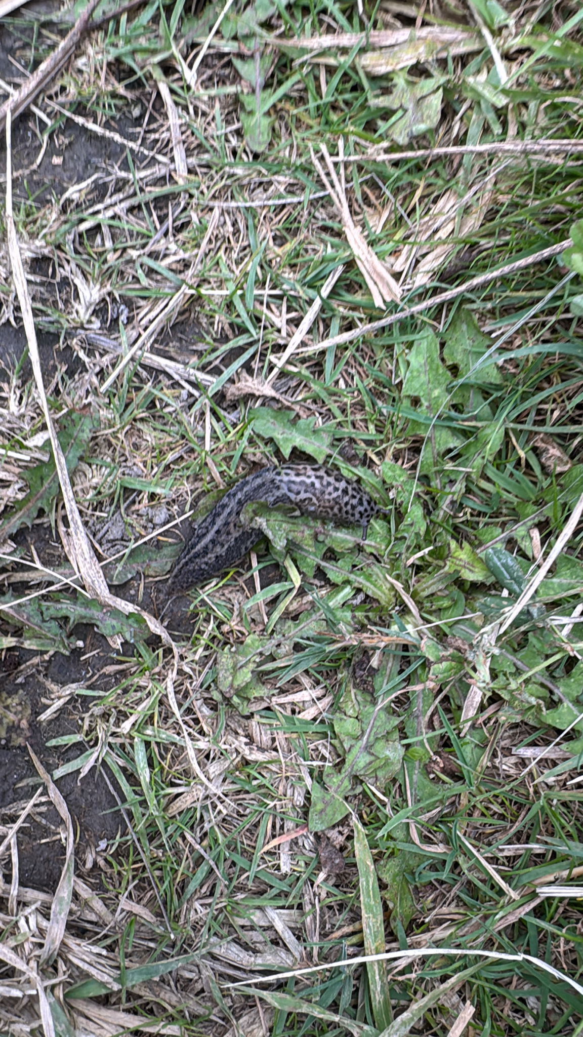 Limax maximus