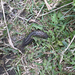 Leopard Slug