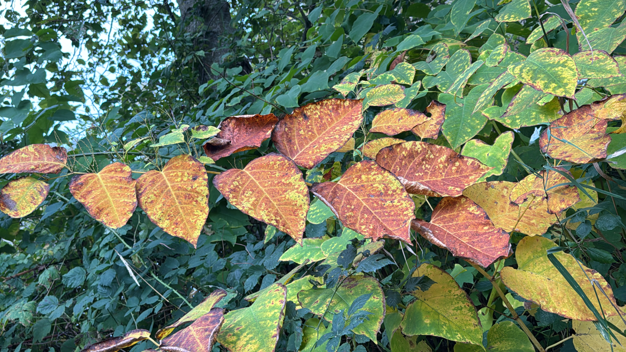 Reynoutria japonica