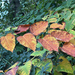 Japanese knotweed