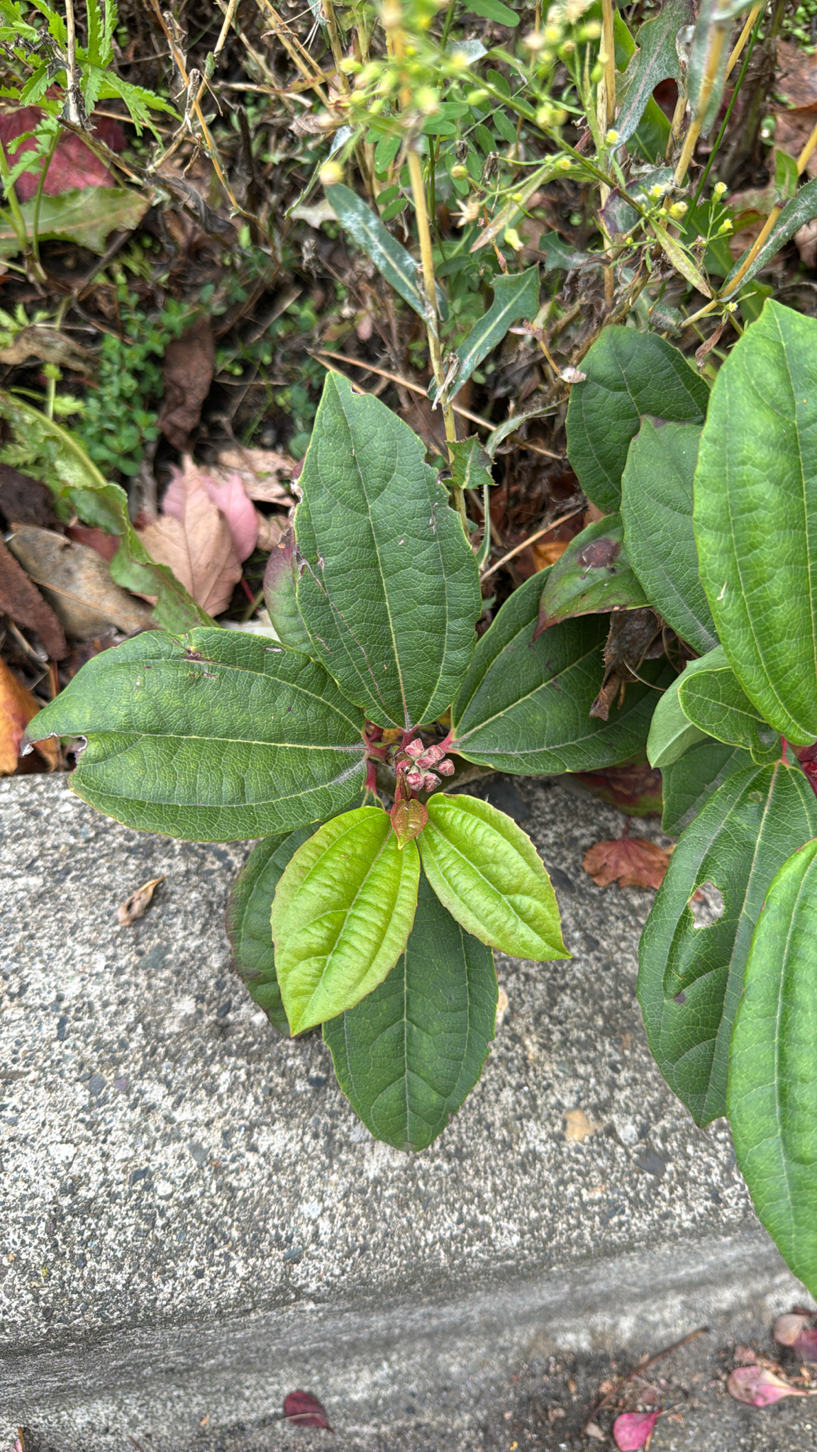 Viburnum davidii