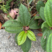 David Viburnum