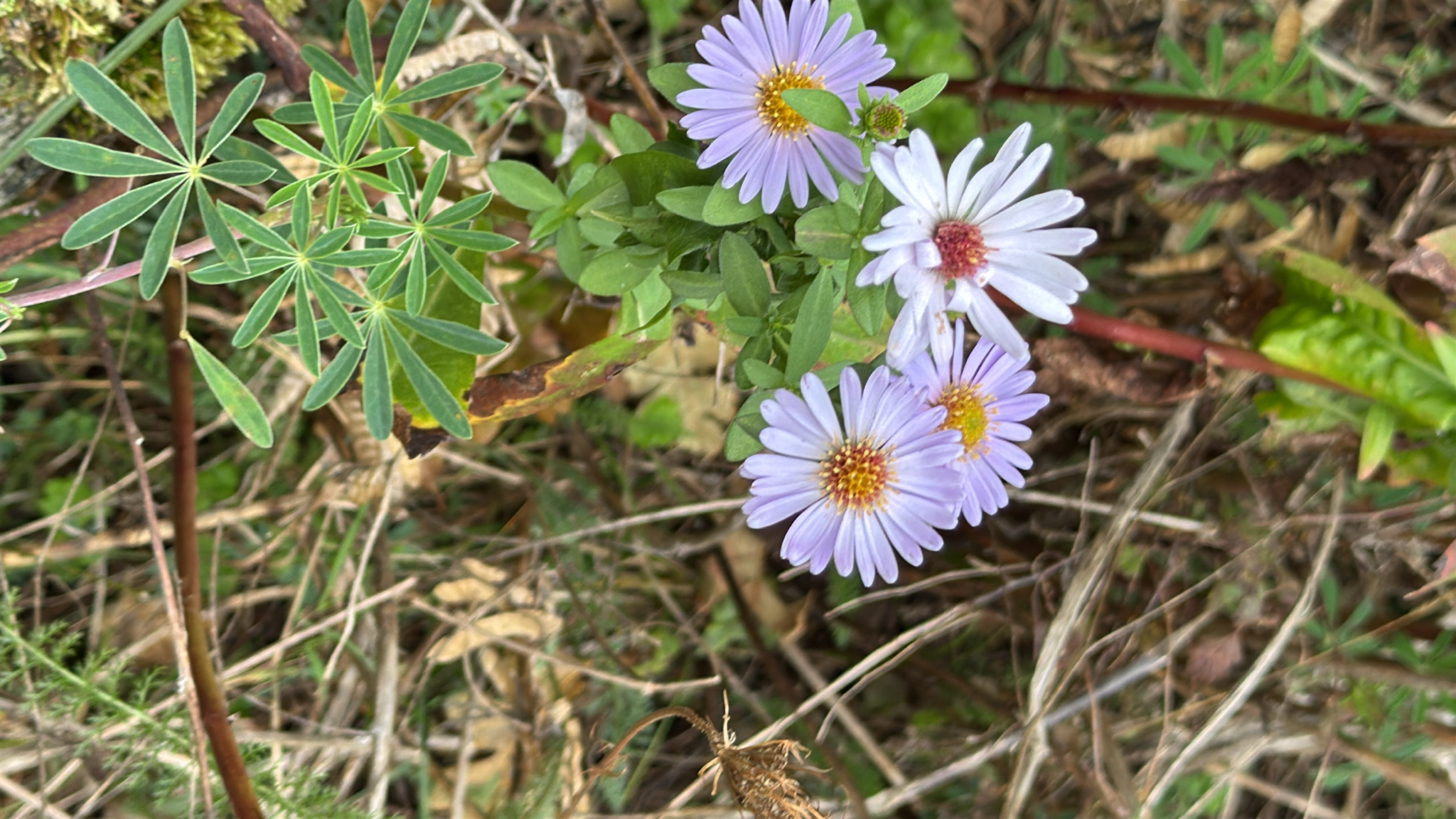 Symphyotrichum