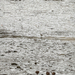 Killdeer