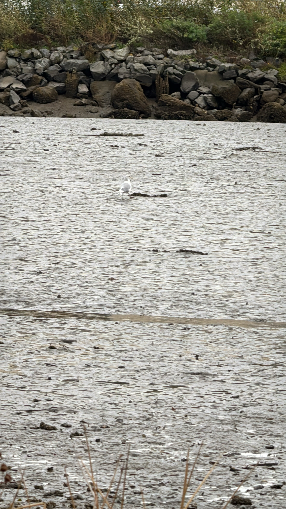 Larus