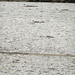 Large White-headed Gulls