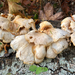 pale oyster