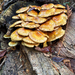 Scalycaps