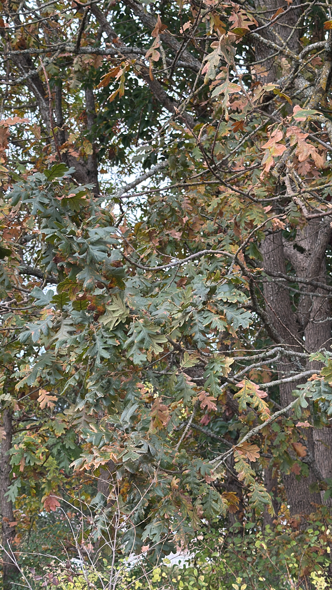 Quercus