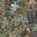 oaks