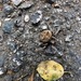Araneus andrewsi