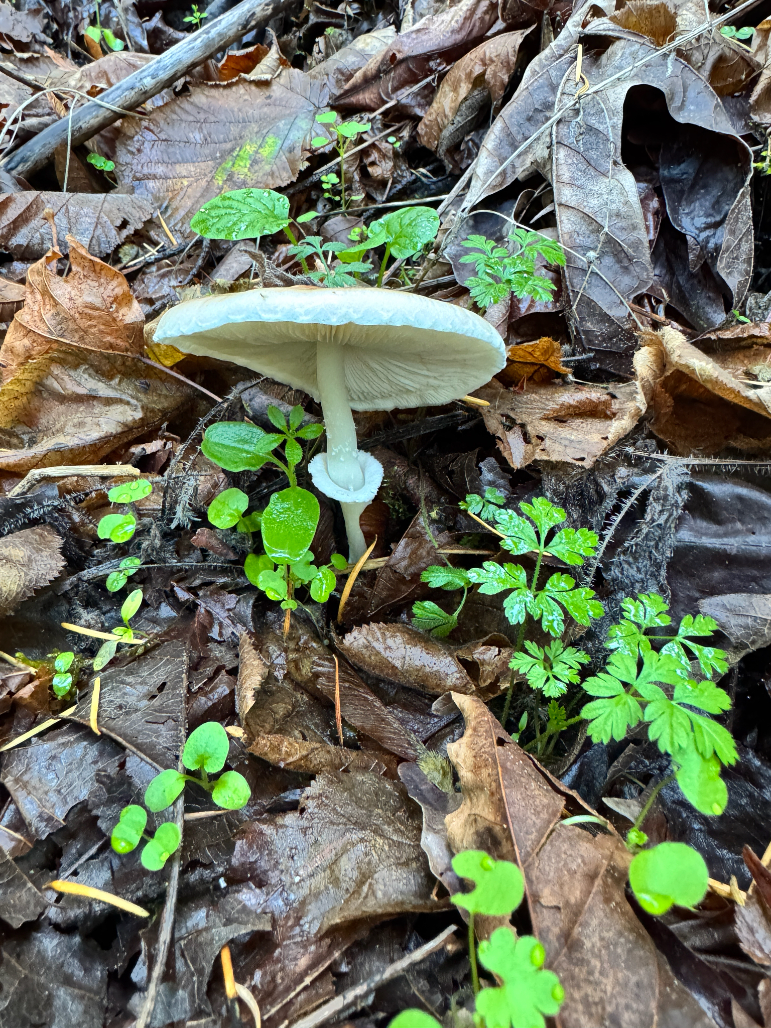 Lepiota rubrotinctoides