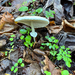 Lepiota rubrotinctoides