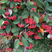 Late cotoneaster
