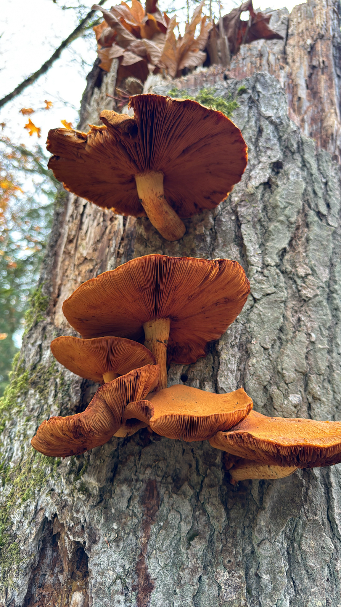 Gymnopilus ventricosus