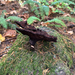 Dyer's Polypore