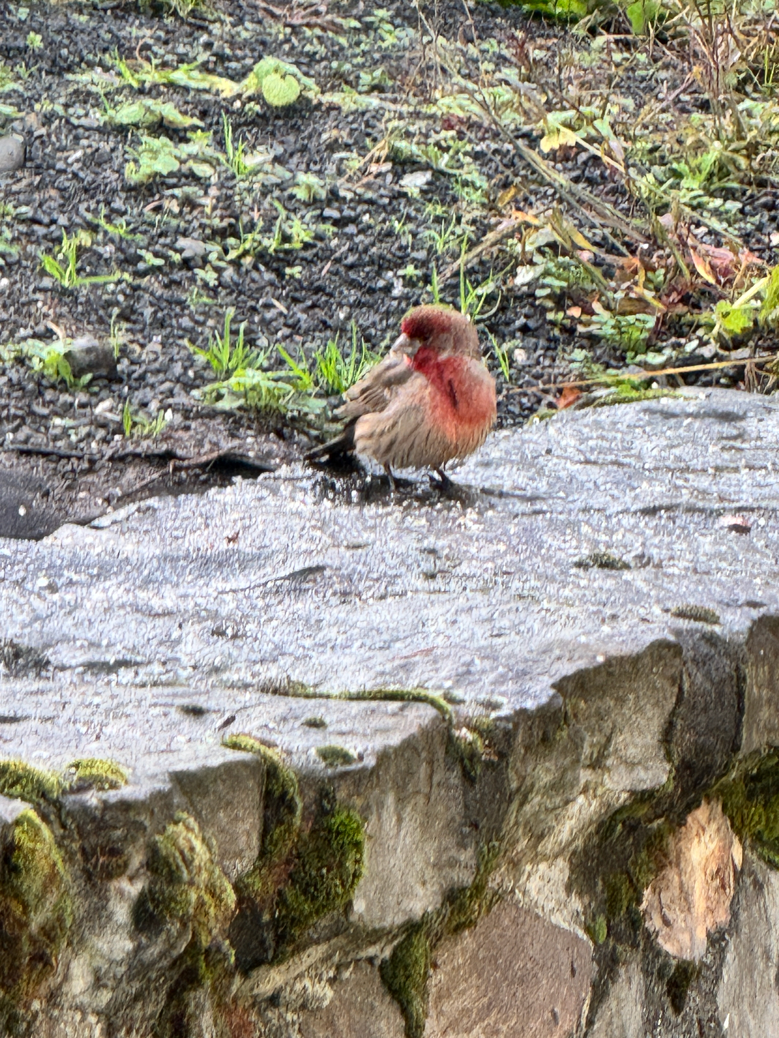 Haemorhous mexicanus