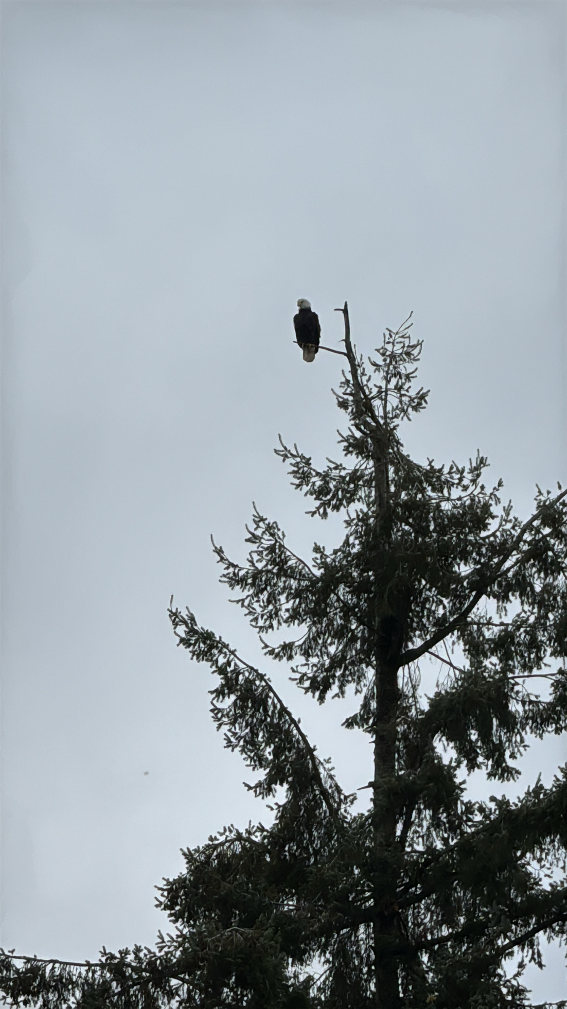 Haliaeetus leucocephalus