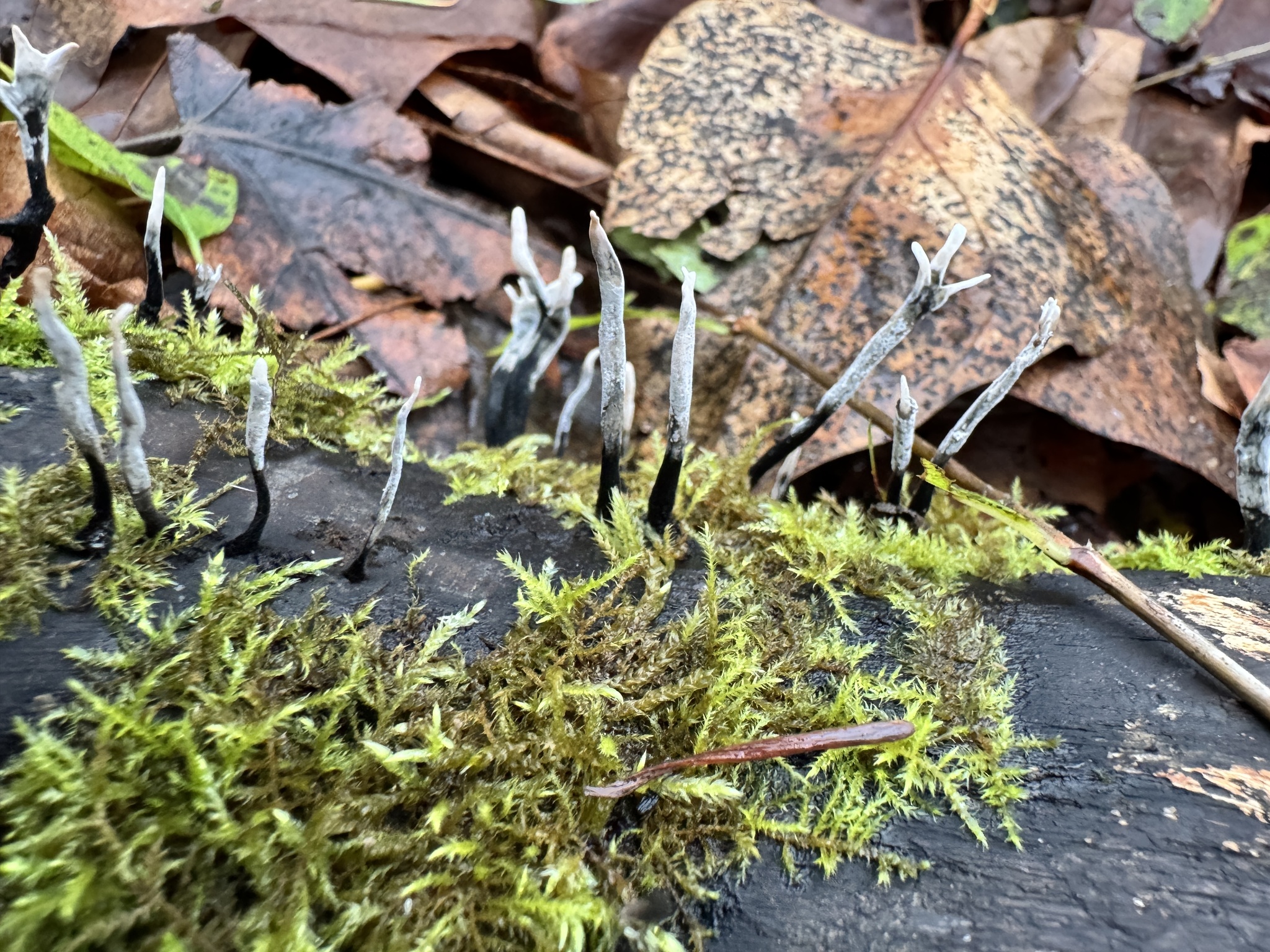 Xylaria hypoxylon