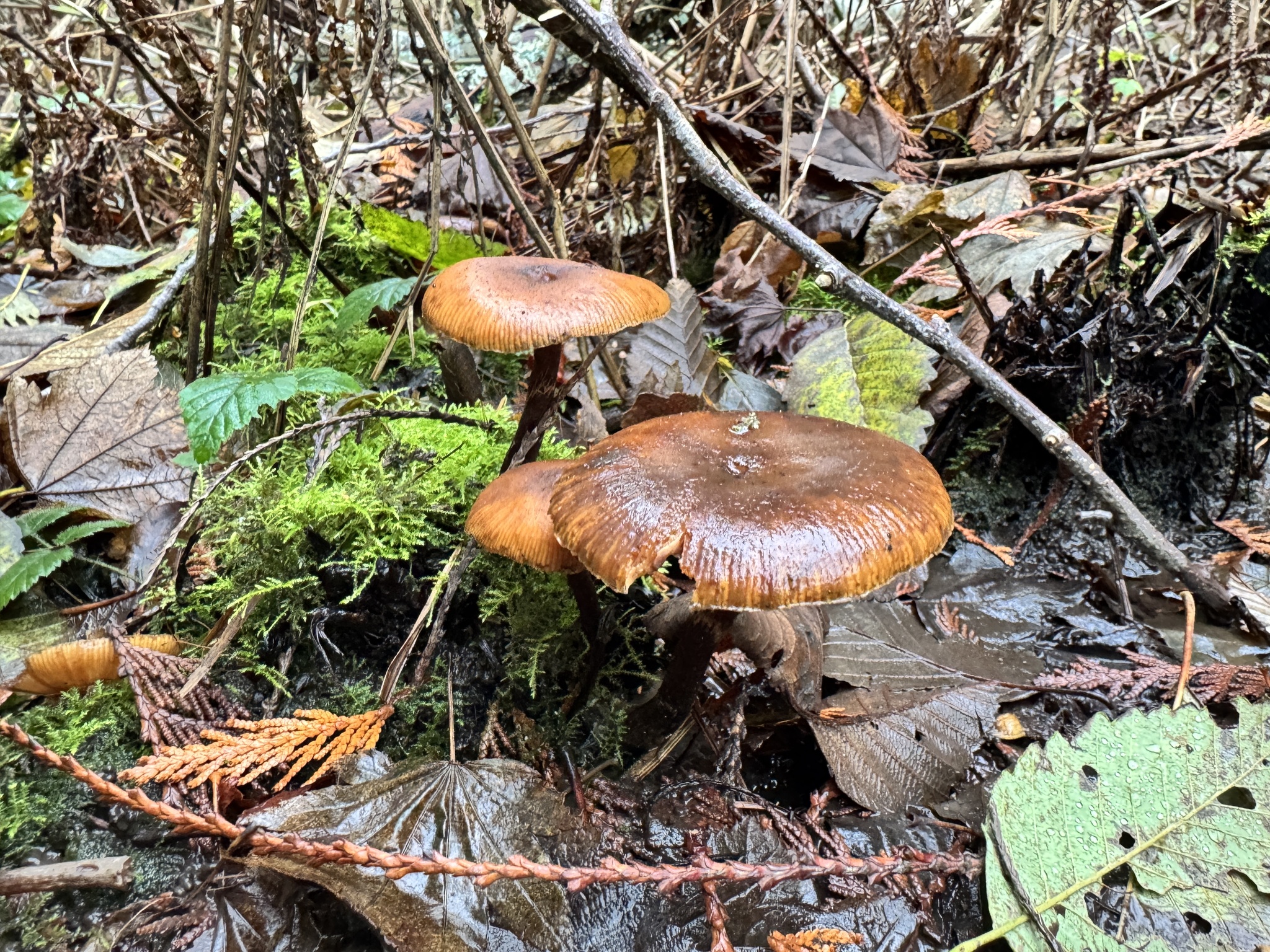 Armillaria nabsnona