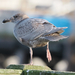 Glaucous-winged Gull