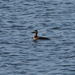 Surf Scoter