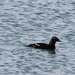 White-winged Scoter