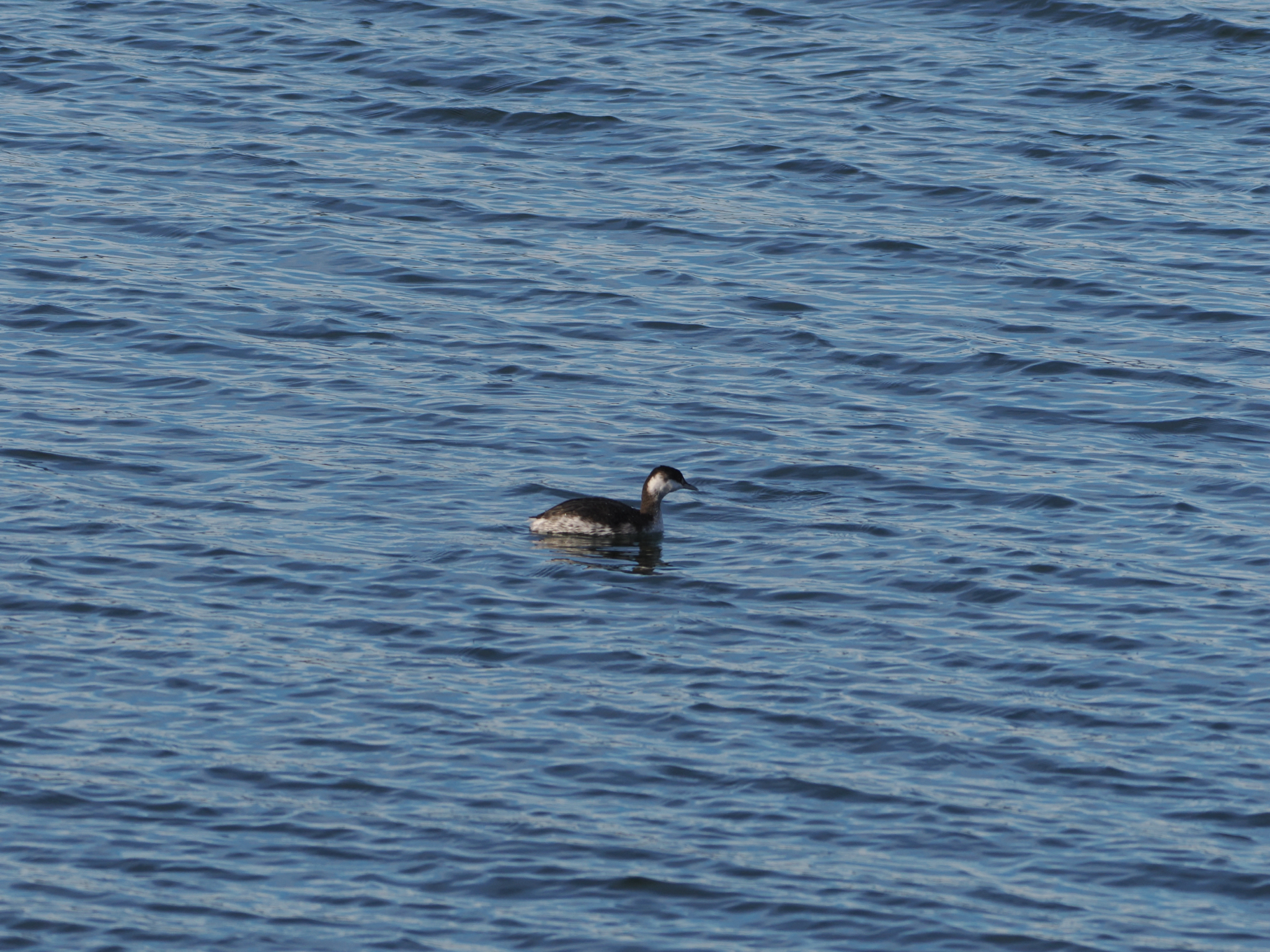 Podiceps auritus