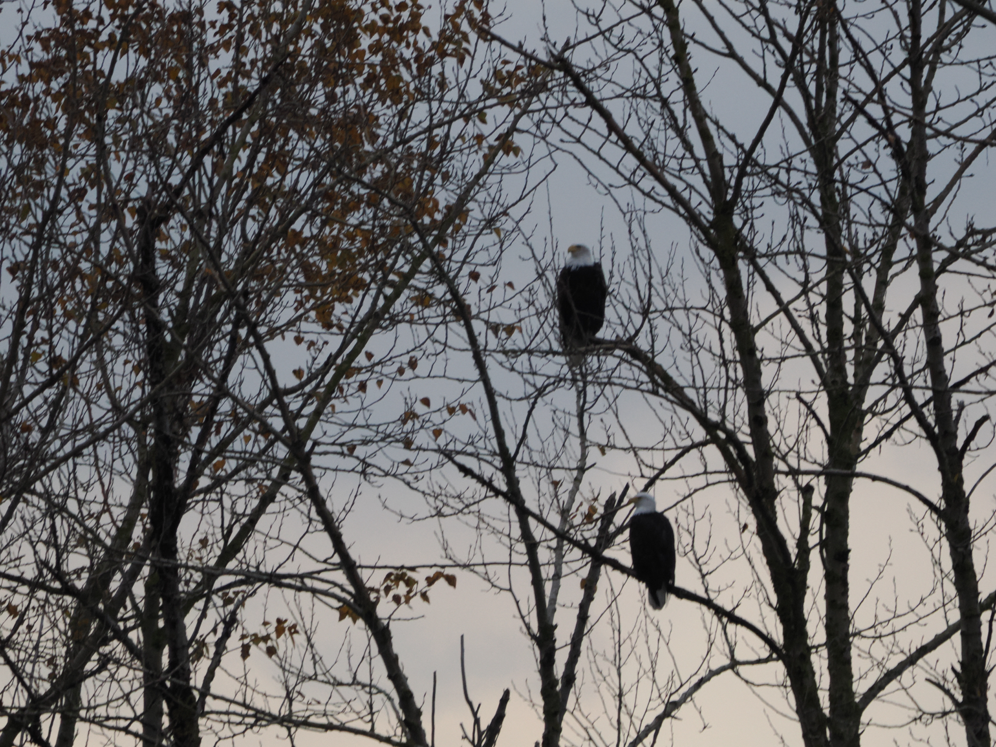Haliaeetus leucocephalus