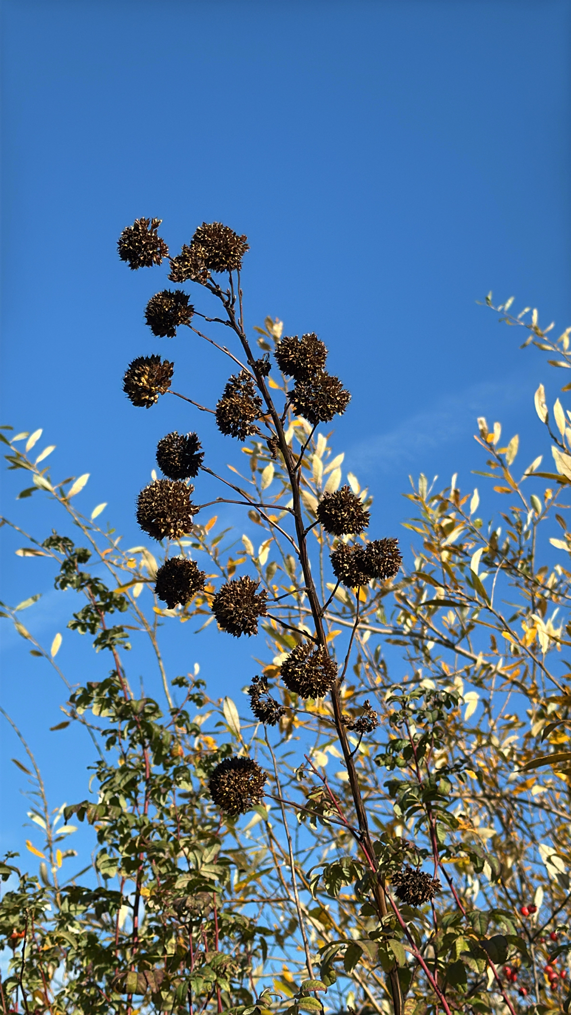Physocarpus capitatus