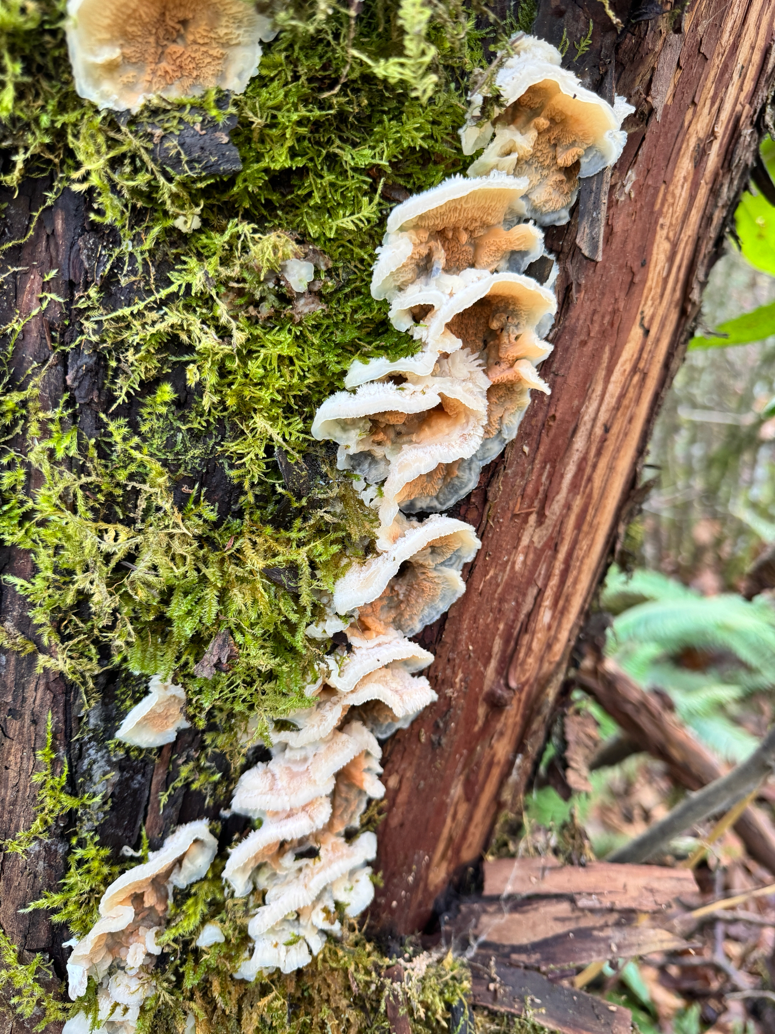 Merulius tremellosus