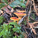 False Chanterelle