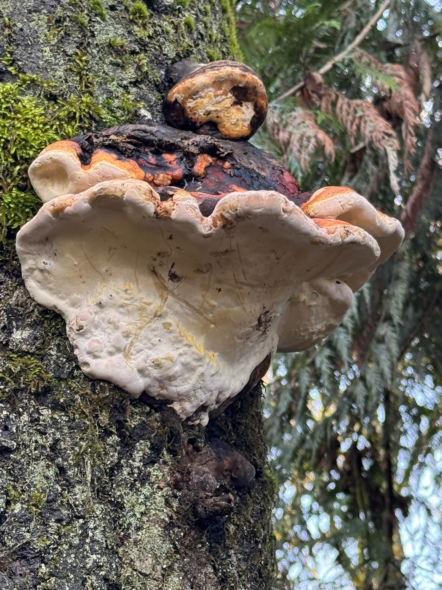 Fomitopsis mounceae
