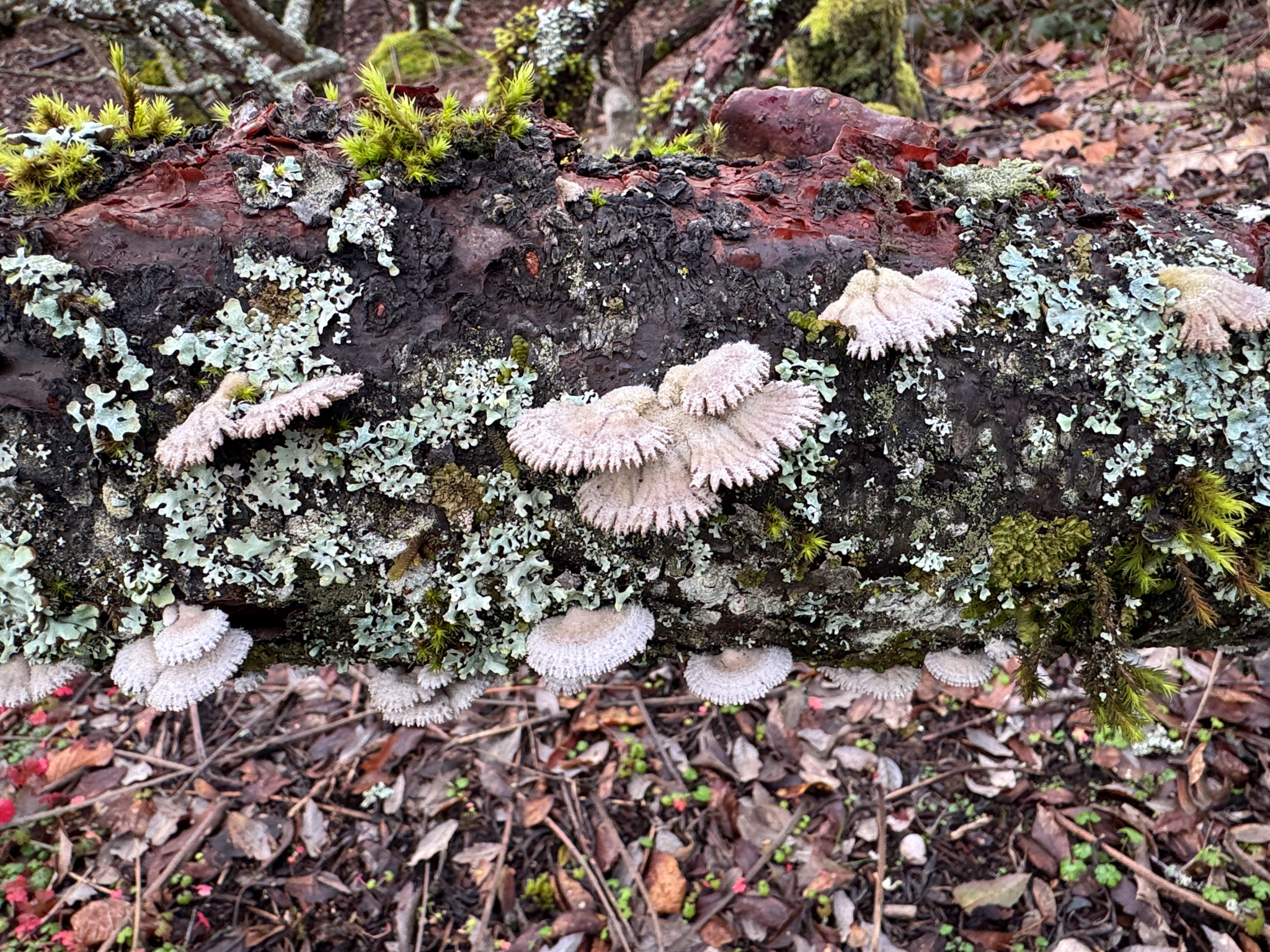 Schizophyllum commune