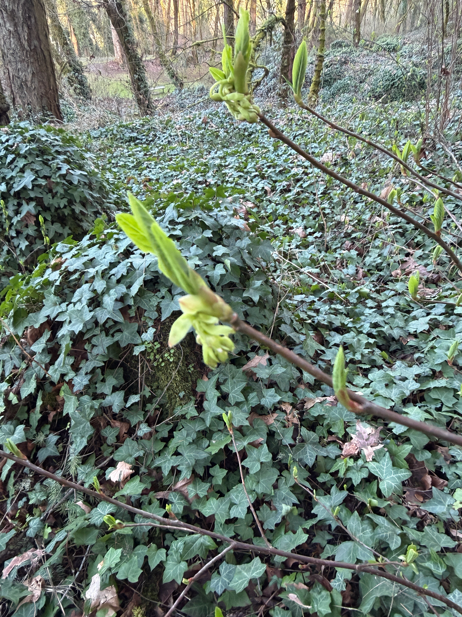 Oemleria cerasiformis